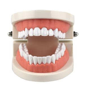 Dental Teaching Standard Tooth Model Small Size Tooth Hygiene Set Model