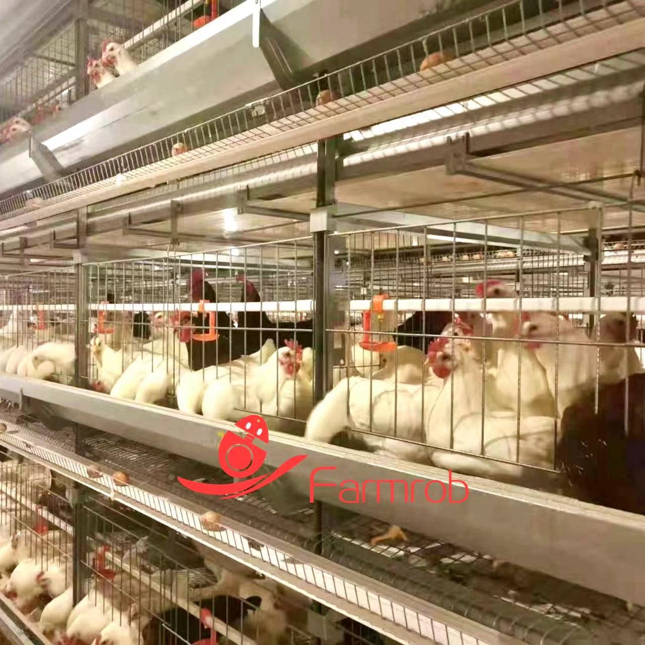 Large Space Automatic Poultry Manure Removal System For Breeder Chicken Battery Cage