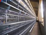 Steel Automatic H Type Battery Cage For Chicken / Bird Poultry Farming