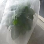 HDPE UV Plastic Greenhouse Cover Material 40/50/60mesh Resistance Greenhouse