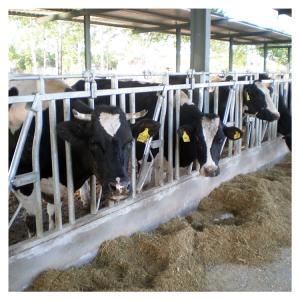 China Selflocking Panel Cow Head Lock Cattle Farm Machinery Equipment factory