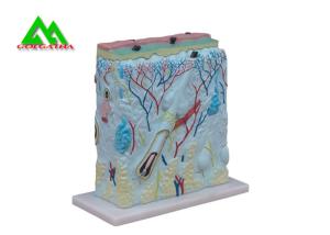 China Customized Handheld Skin Section Embryology Models For Facilitate Teaching factory