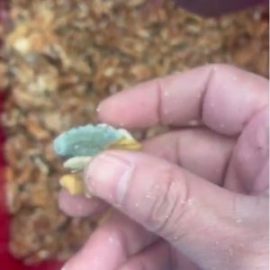 AI-powered Multi-Grade Walnut Kernel Sorting Machine with 8 lanes and 12 Outlets