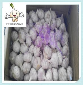 China competitive price fashion garlic 2016 Hot selling new arrival fresh garlic factory