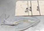 Brc Commerical Frozen Illex Squid Natural Color Health Certificate