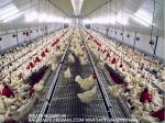 Poultry Equipment Chicken Feeders Drinkers Poultry Automatic Animal Feeders