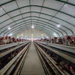 650x625x500mm Hens H Type Layer Chicken Cage Battery System ISO9001