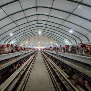 China Automatic 4 Layer Battery Poultry Chicken Cage Chicken Layer Farming Equipment factory