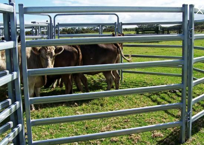6 Bar Oval Livestock Equipment Portable Cattle Yard Panels Heavy Duty By 1820X2100mm