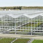 8mm Float Glass Multi Span Venlo Glass Greenhouse Top Heigh 4.5m-7.5m