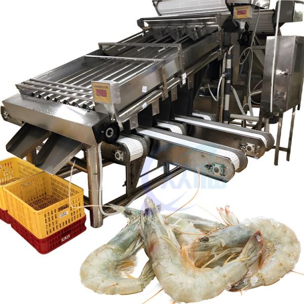 Smart 304 stainless steel reliable shrimp sorting machine suitable for seafood