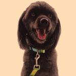 Dog Collar Hot Sale Multi-pattern Folk Style Fashionable