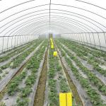 1.5 Meter Arch Rod Distance Tunnel Greenhouse Easy And Hassle-free Installation