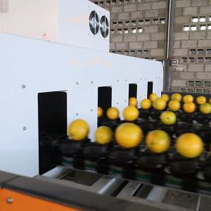 China Efficiency Redefined Orange Sorting Machine With AI Deep Learning Technology factory