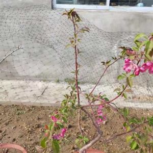 Customized Length 25 X 50 FT Bird Netting for Poultry and Plant Protection in