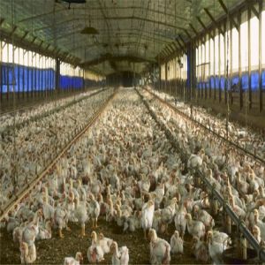 Professional Precast Steel Structure Space Frame Chicken Farm Building