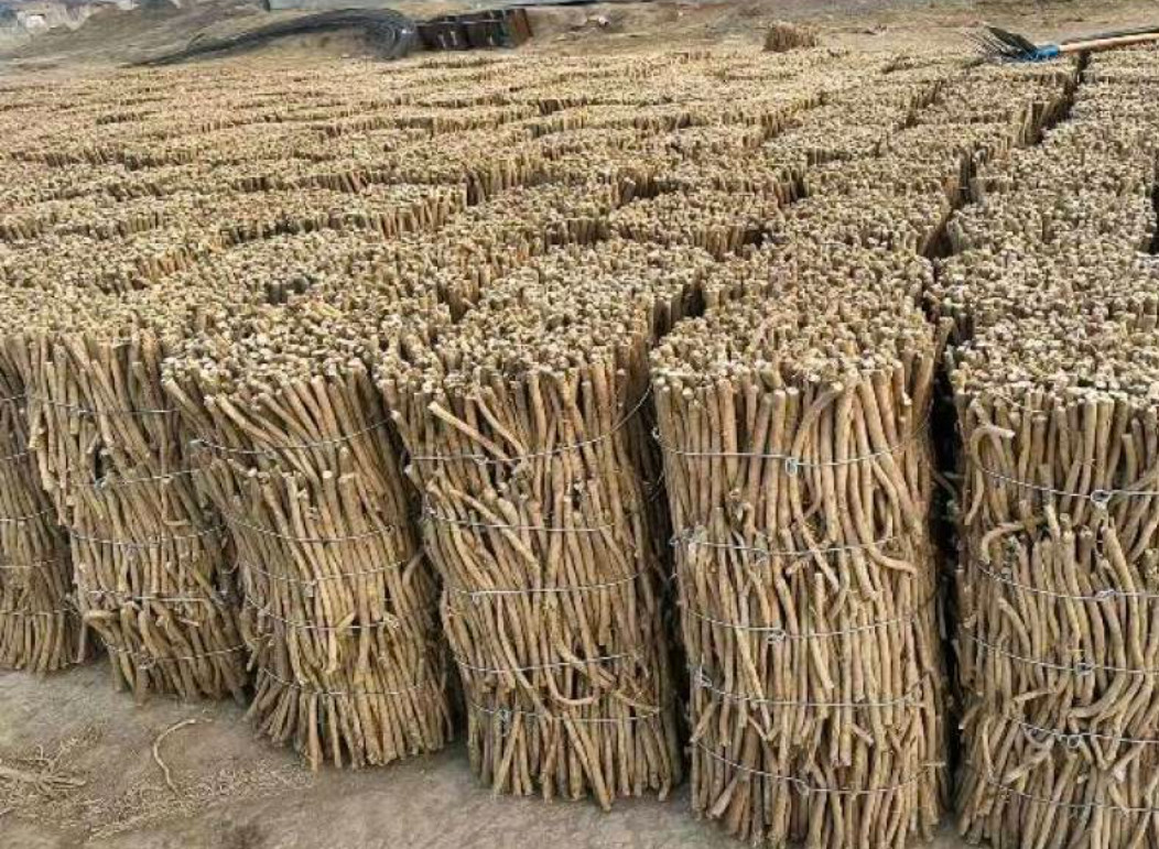 Chinese Mongolian Milkvetch Root Pure Dry Astragalus Membranaceus Root