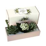 Custom Printed Succulent Planter Gift Box Succulent Packaging Box