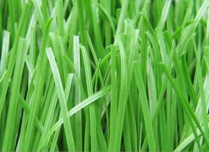 China Apple Green Fake Turf Grass for University Soccer &amp; Football Playground factory