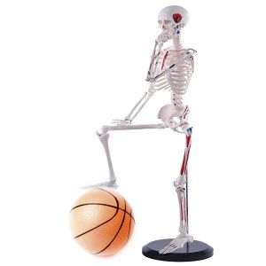 China Disarticulated Medical Teaching 85cm Skeleton Anatomy Model Full Size on sale