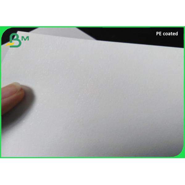 100% biodegradable PLA Coated paper cup base Paper 210g + 26g 