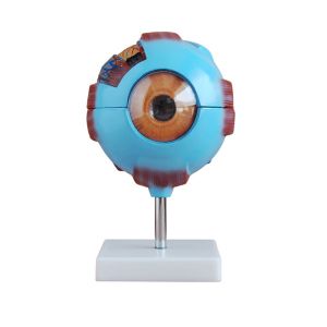 6X Enlarged Human Eyeball Anatomy Model Medical Plastic Simulation For Science Display Teaching
