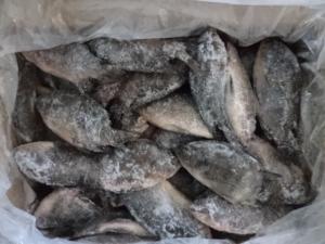 China hot sell tilapia fish factory