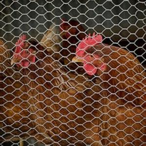 China hexagonal wire netting used as make cages and protect poultry in Poultry farms factory