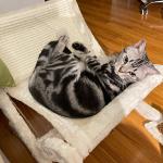 Pet Cat Sofa Bed Sunbathing Chair Sleeping Recliner Cat Scratching Board Cat
