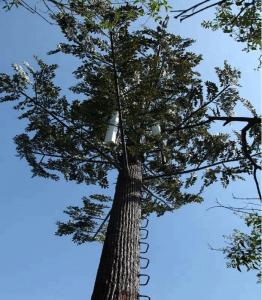 China 25m 30m Camouflaged Broadleaf Ficus Monopole Telecom Tower Hot Dipped Galvanized factory