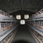 Corrosion Resistance Open House Battery Cage System , Durable Layer Farming Cage