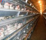 Automatic Battery Egg Layer Cages , Chicken Laying Hens Cage Poultry Farming