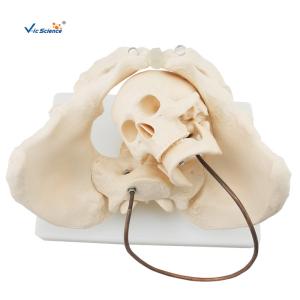 China Educational Anatomical Skeleton Model VIC-127 Birth Demonstration Model Medical factory
