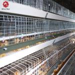 Poultry Farming Equipment Automatic H Type Battery System Broiler Chicken Cages
