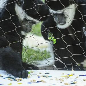 China 3mm Rope Wire Mesh For Zoo Protective Cages Garden Safety Outdoor Fence factory