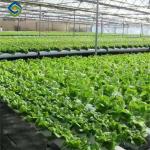 Vertical Lettuce Greenhouse PC Sheet Greenhouse With Hydroponic System