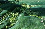 NET FOR OLIVE COLLECTION