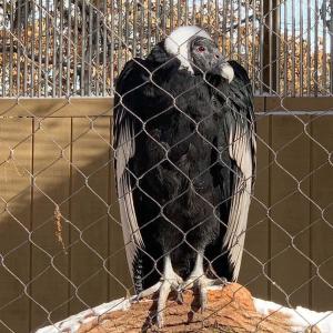 China Customized Bird Cage Stainless Steel Rope Wire Mesh 1.5mm 1.6mm factory