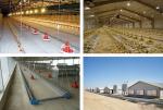 Stable Structure Poultry Farm House , H Section Steel Commercial Chicken Houses