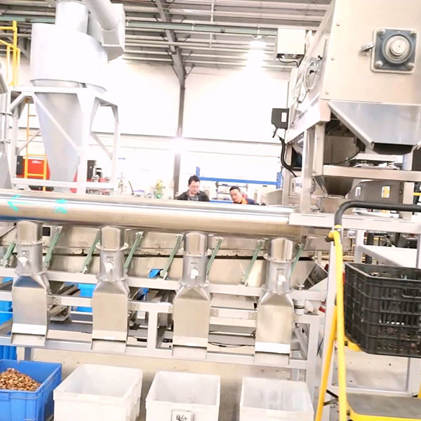 220V Pecan Shelling Machine Capable 100000 Nuts With CE Certifications