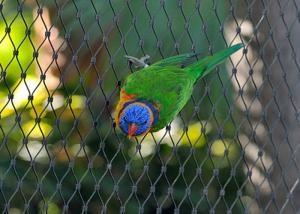 China Bird 7x19 Aviary Wire Netting , Stainless Steel Ferrule Rope Mesh factory