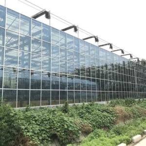 China 4mm Superior Tempered Pattern Greenhouse Roof Glass for Vagetables and Plants factory