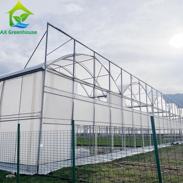 Agriculture Plastic Film Polytunnel Multi-span Strawberry Greenhouse