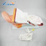 4 Pieces Anatomical Ear Model Anatomy Of The Ear Model Prepared For Five Times