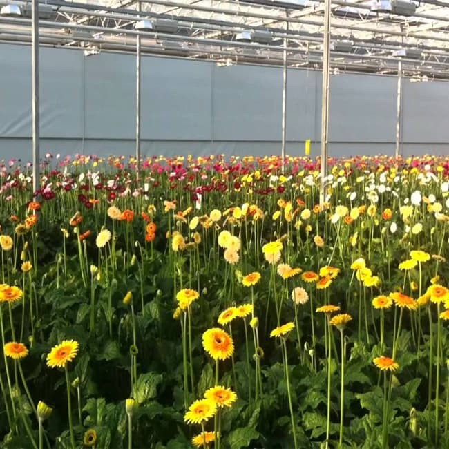 Multi Span Metel frame Smart type Venlo Polycarbonate Greenhouse for Agricultural