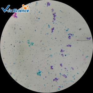 China 12 Kinds Fungi Microscope Glass Slides 76.2×25.4×(1.0-1.2) Mm CE Approved factory