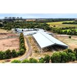 Metal Building Steel Structure Customized For Cattle Cow Shed / Sheep Shed /