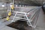 Automatic Layer Baby Broiler Chick Cage Poultry Farm Equipment Pullet 275g / M2