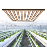 1000w Lm301B LED Cannabis Plant Daisy Chain Grow Lights