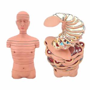 China Medical Training Teaching human Anatomical Skeleton Model Bone Structure factory